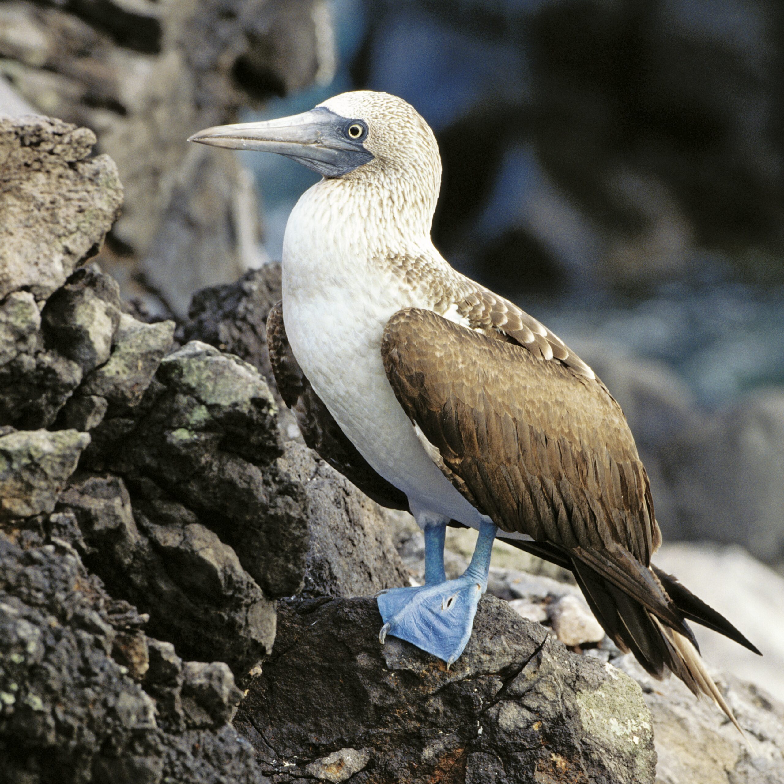 How Do Birds Fly? Answers to Common Questions About Birds