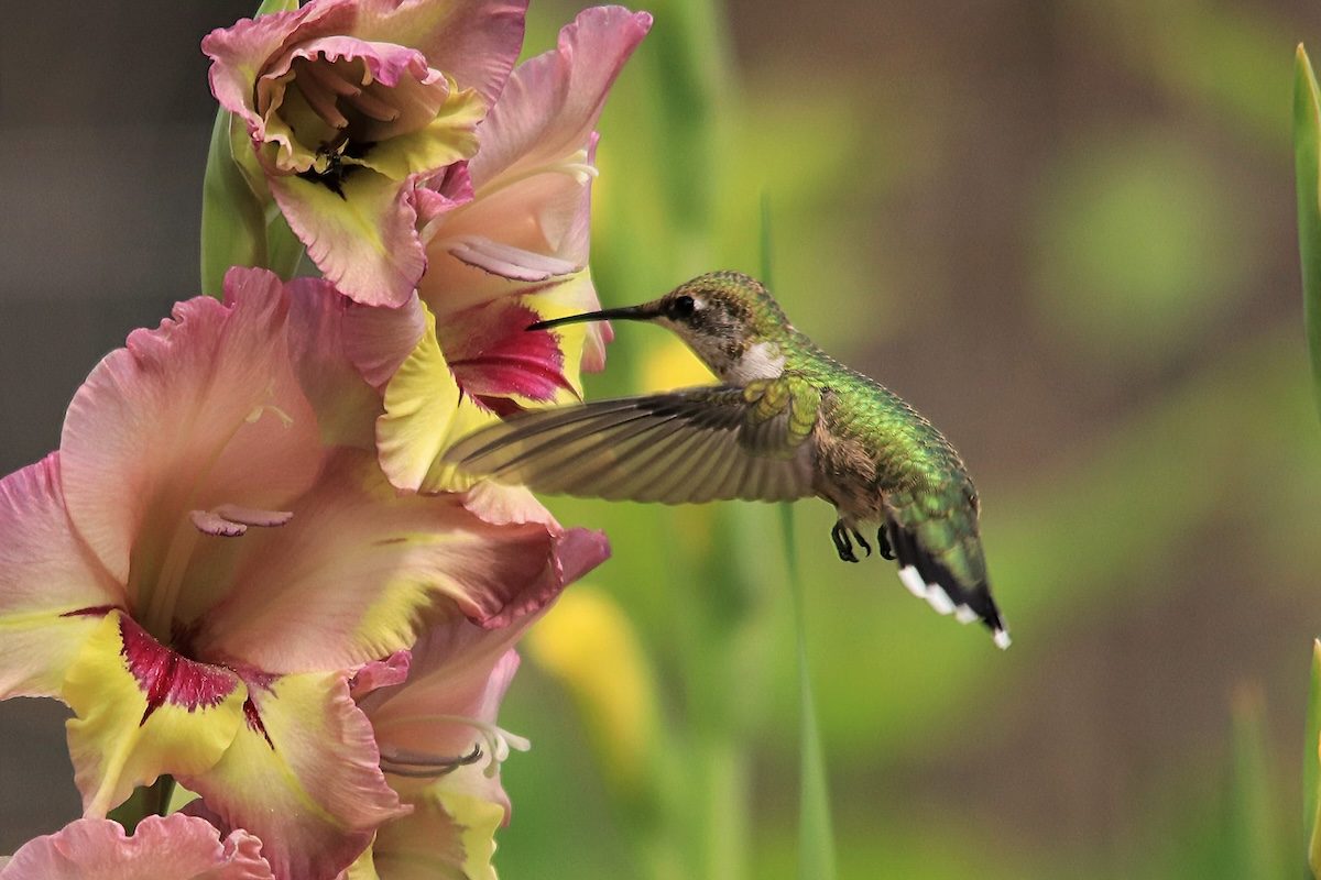 Plant a Gorgeous Gladiolus Flower Garden