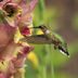 Plant a Gorgeous Gladiolus Flower Garden