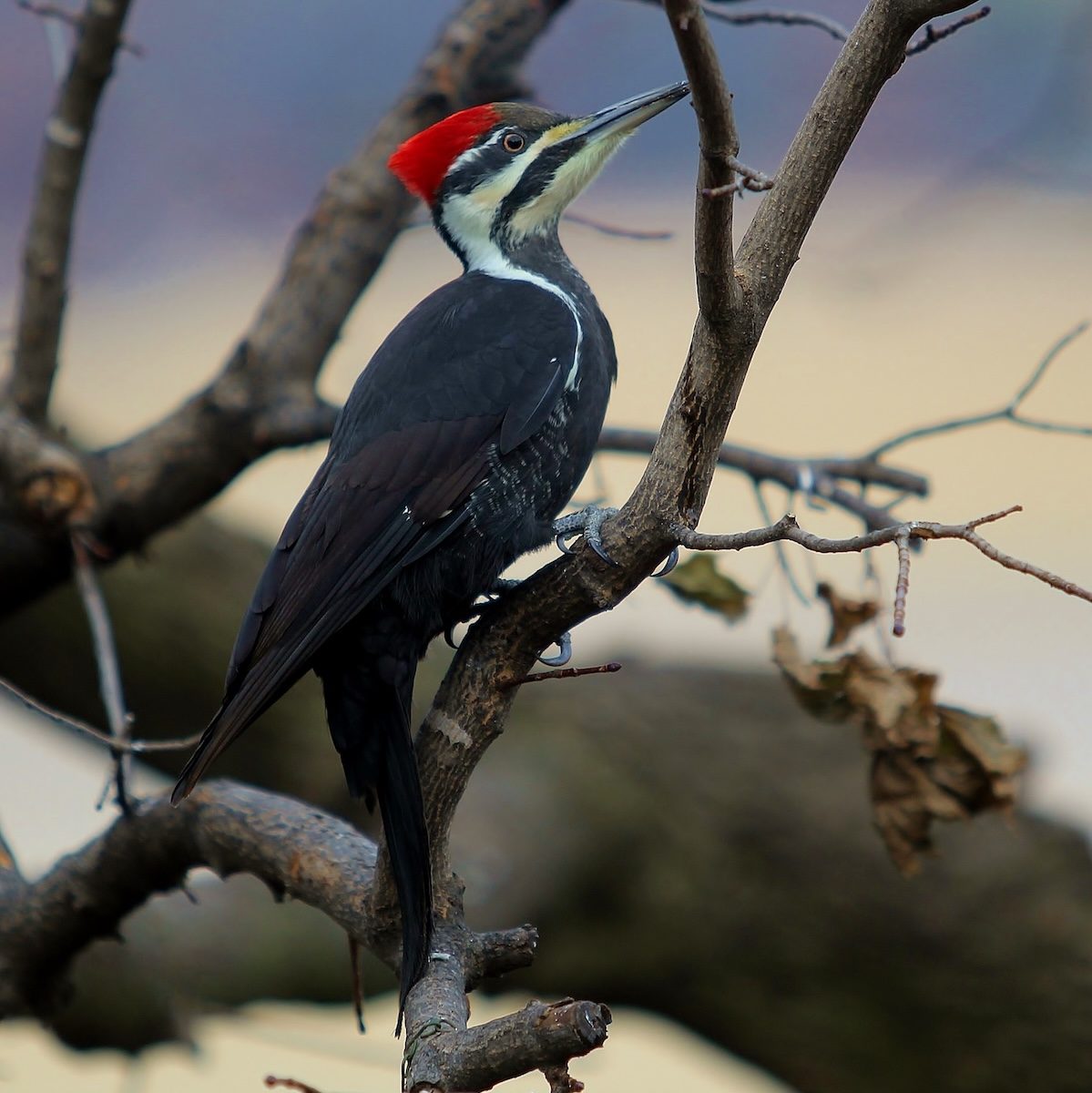 How to Identify a Pileated Woodpecker