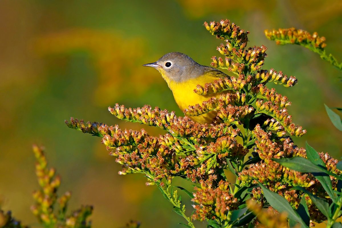 Meet the Acrobatic Nashville Warbler