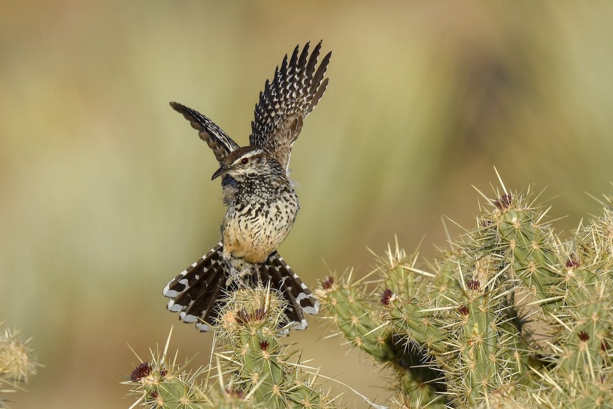 How to Identify a Cactus Wren