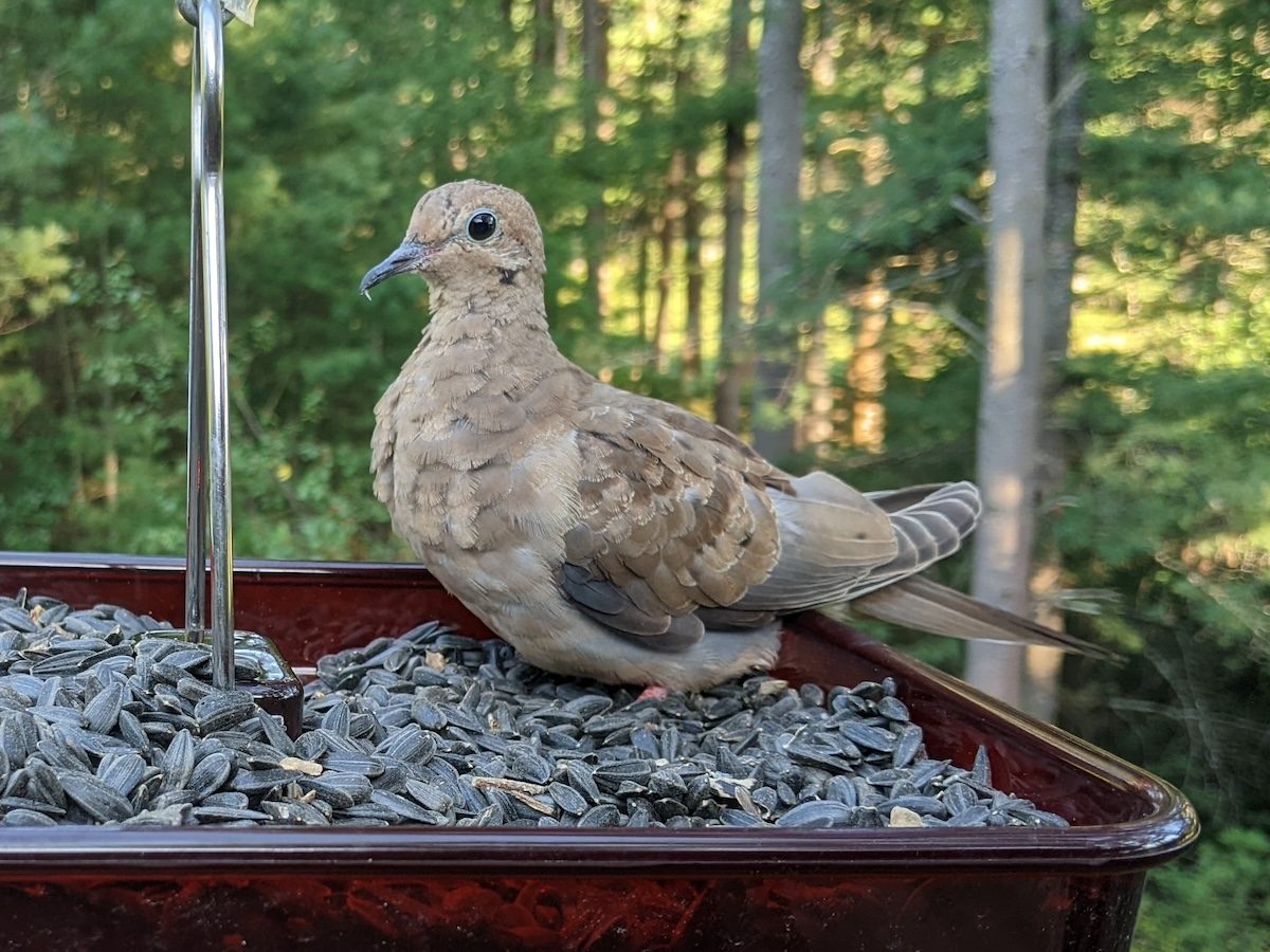 Feed Birds Black Oil Sunflower Seeds