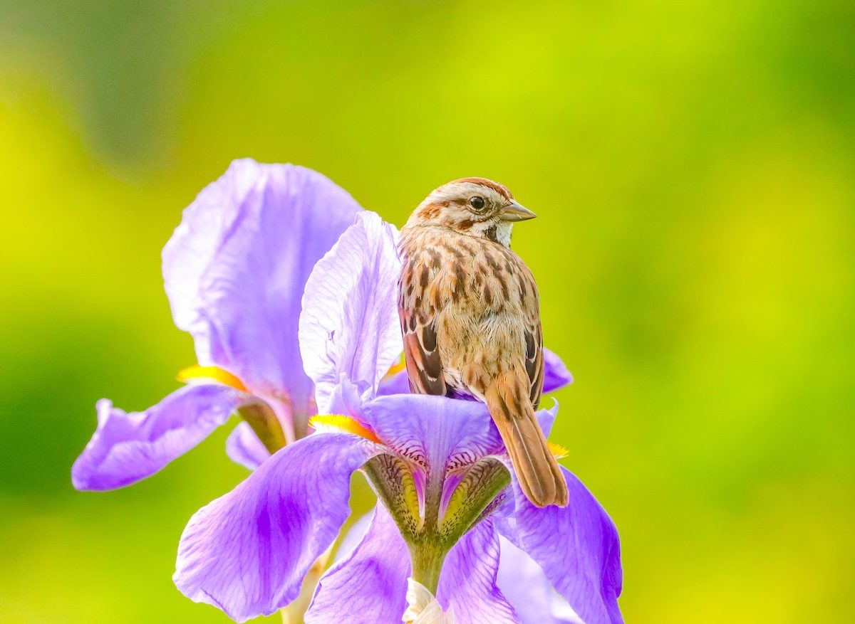 How to Identify a Song Sparrow