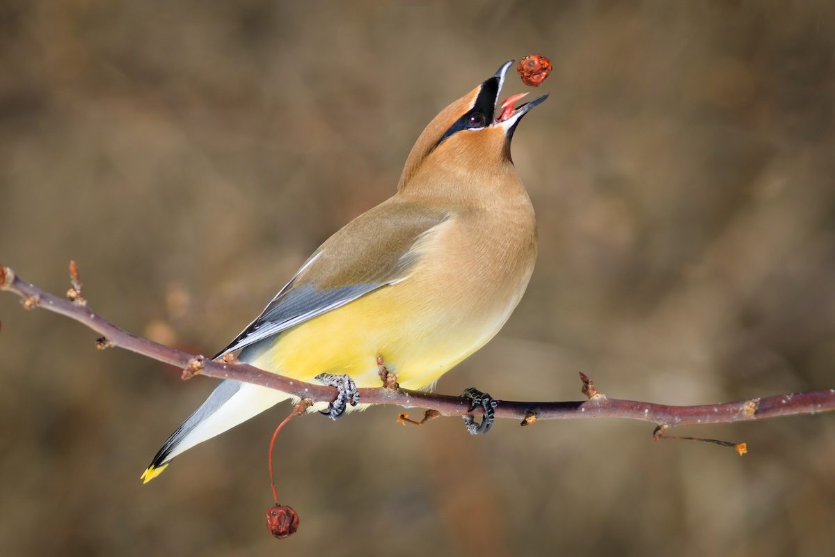 How to Identify a Cedar Waxwing