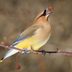 How to Identify a Cedar Waxwing