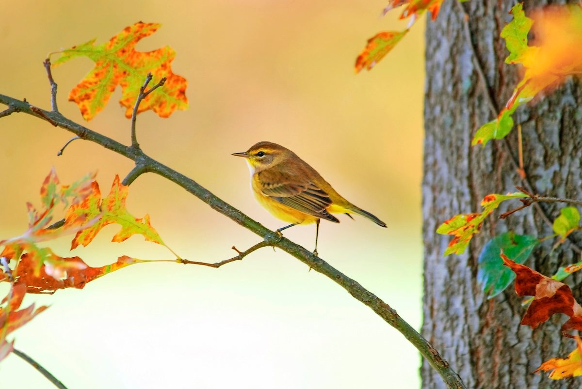 How to Identify a Palm Warbler