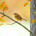 How to Identify a Palm Warbler