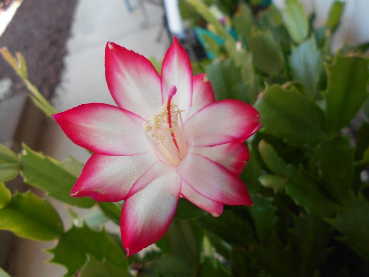 Holiday Cactus Growing Guide