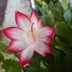 Holiday Cactus Growing Guide