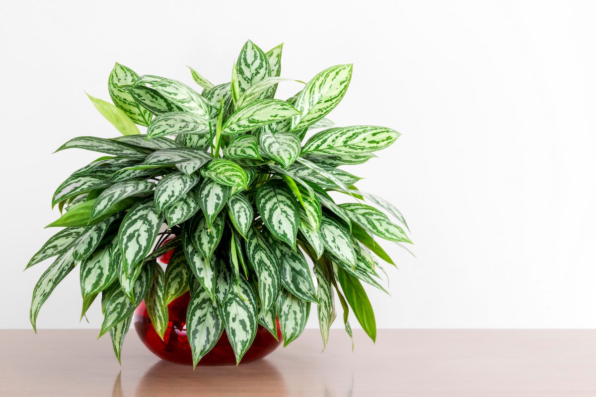 6 Hardest Houseplants to Grow (and 6 to Grow Instead)