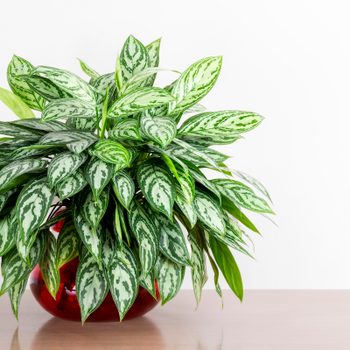 Aglaonema Maria Houseplant Cuttings In A Red Glass Vase In Front Of A White Wall, Chinese Evergreen, hardest plant to grow