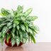 6 Hardest Houseplants to Grow (and 6 to Grow Instead)