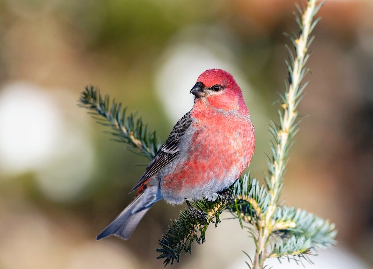 How to Identify a Pine Grosbeak