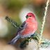 How to Identify a Pine Grosbeak