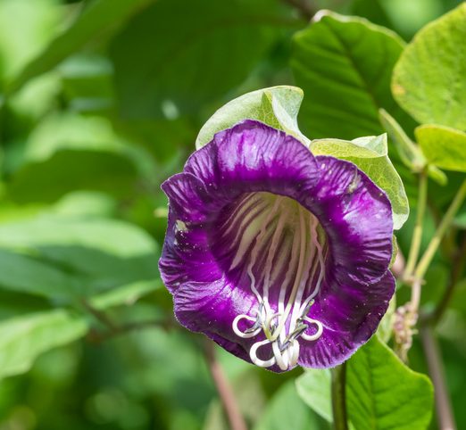 Cup and saucer (cobaea scandens) flower