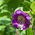 Grow Cup and Saucer Vine to Attract Pollinators