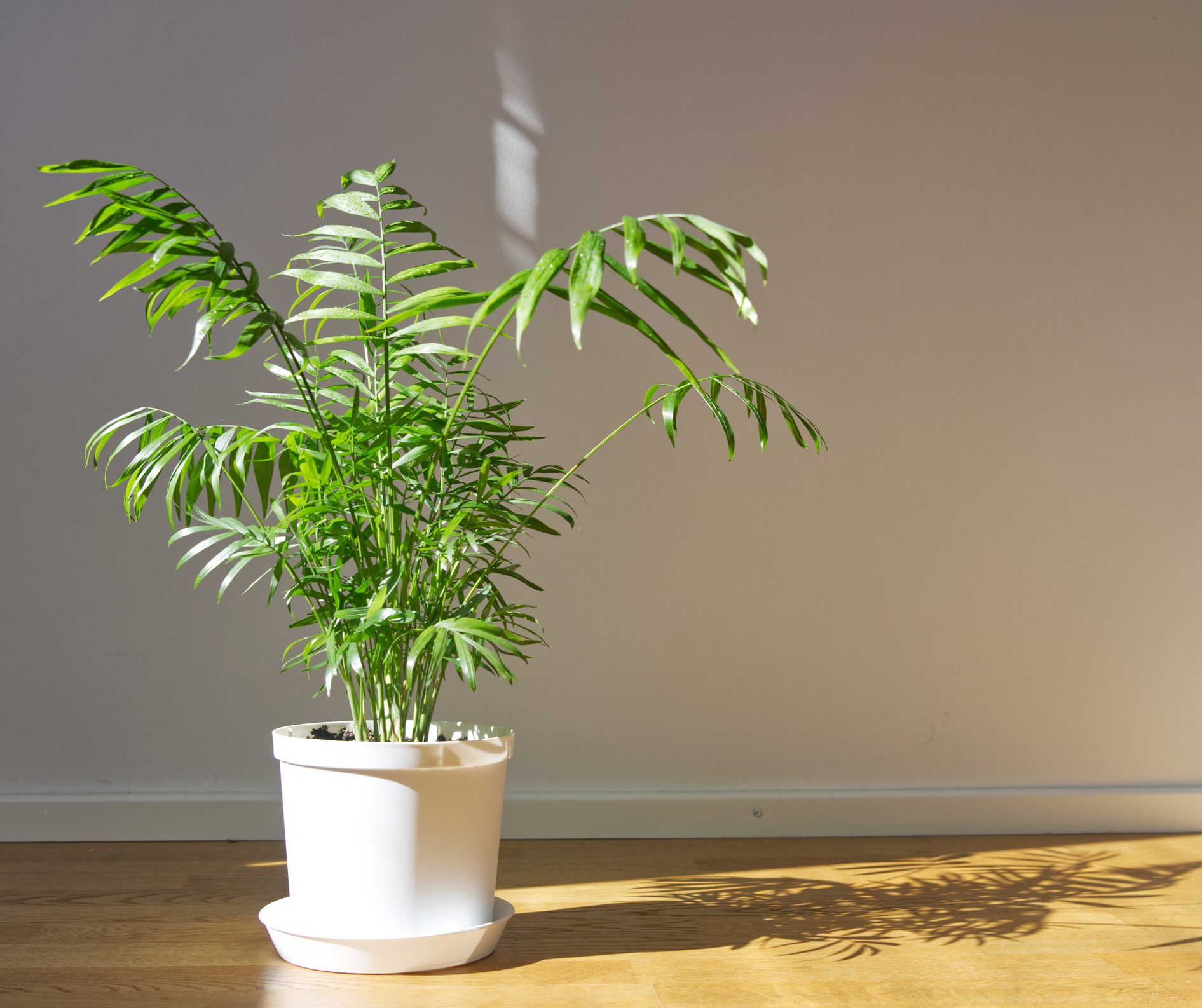 Top 10 Large Houseplants That Are Easy to Grow