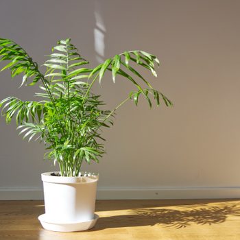 Potted Chamaedorea elegans. Parlor palm with sunlight. Tropical plant on floor