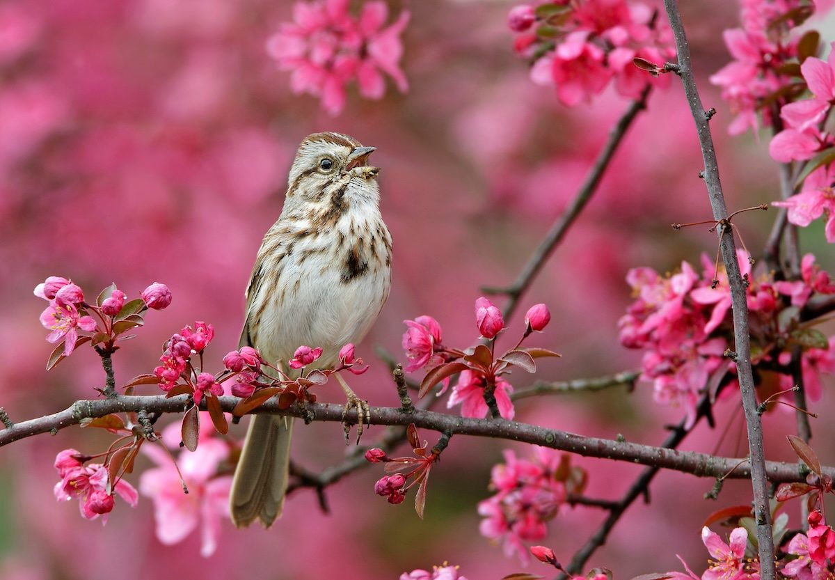 The Most Musical Songbirds in America