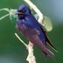 Identify and Attract a Purple Martin