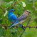 How to Identify a Mountain Bluebird