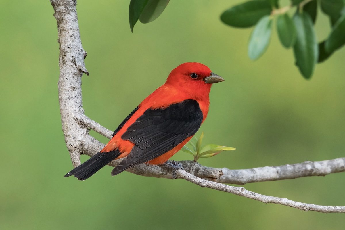 How to Identify a Scarlet Tanager