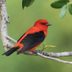 How to Identify a Scarlet Tanager