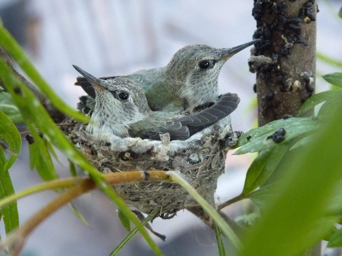 Everything You Need to Know About Hummingbird Nests