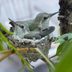 Everything You Need to Know About Hummingbird Nests