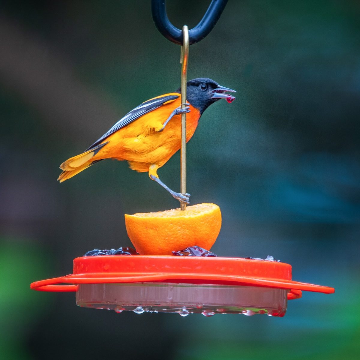 Orioles and Fruit-Loving Birds Love to Eat Grape Jelly