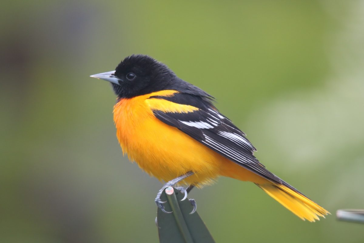 How to Identify a Baltimore Oriole Bird