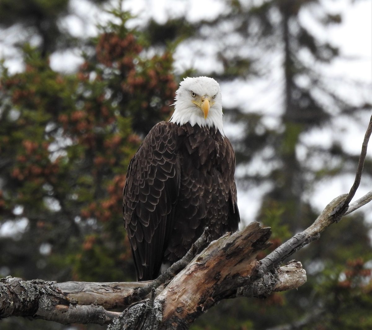 8 Fun and Fascinating Bald Eagle Facts