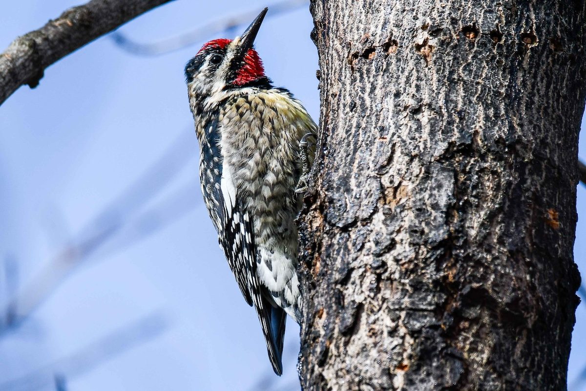 How to Identify a Yellow-Bellied Sapsucker