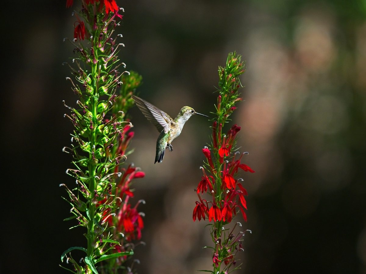 Lobelia (Cardinal Flower) Attracts Butterflies and Hummingbirds