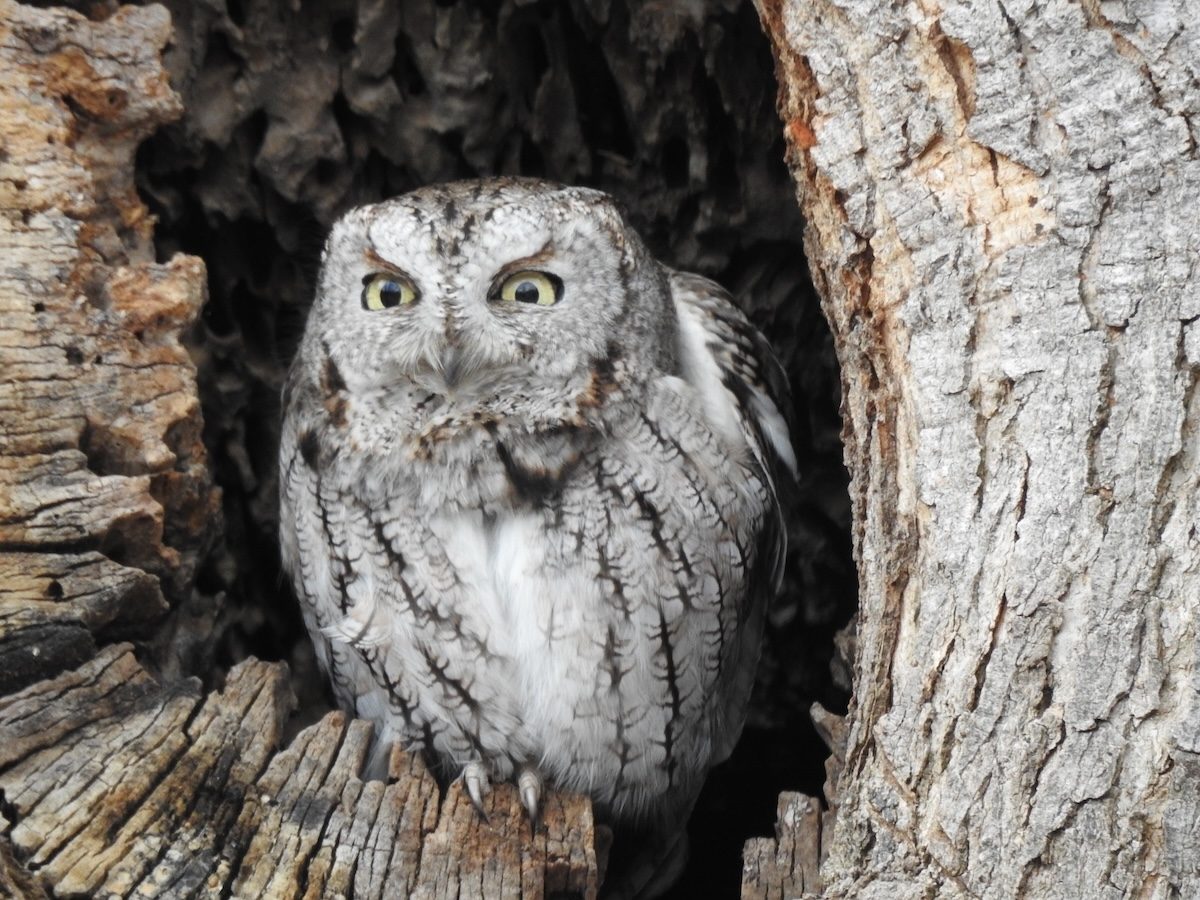 Discover the Types of Owls in North America