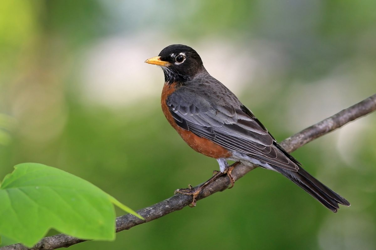 Signs of Spring: 8 Great Spring Bird Moments