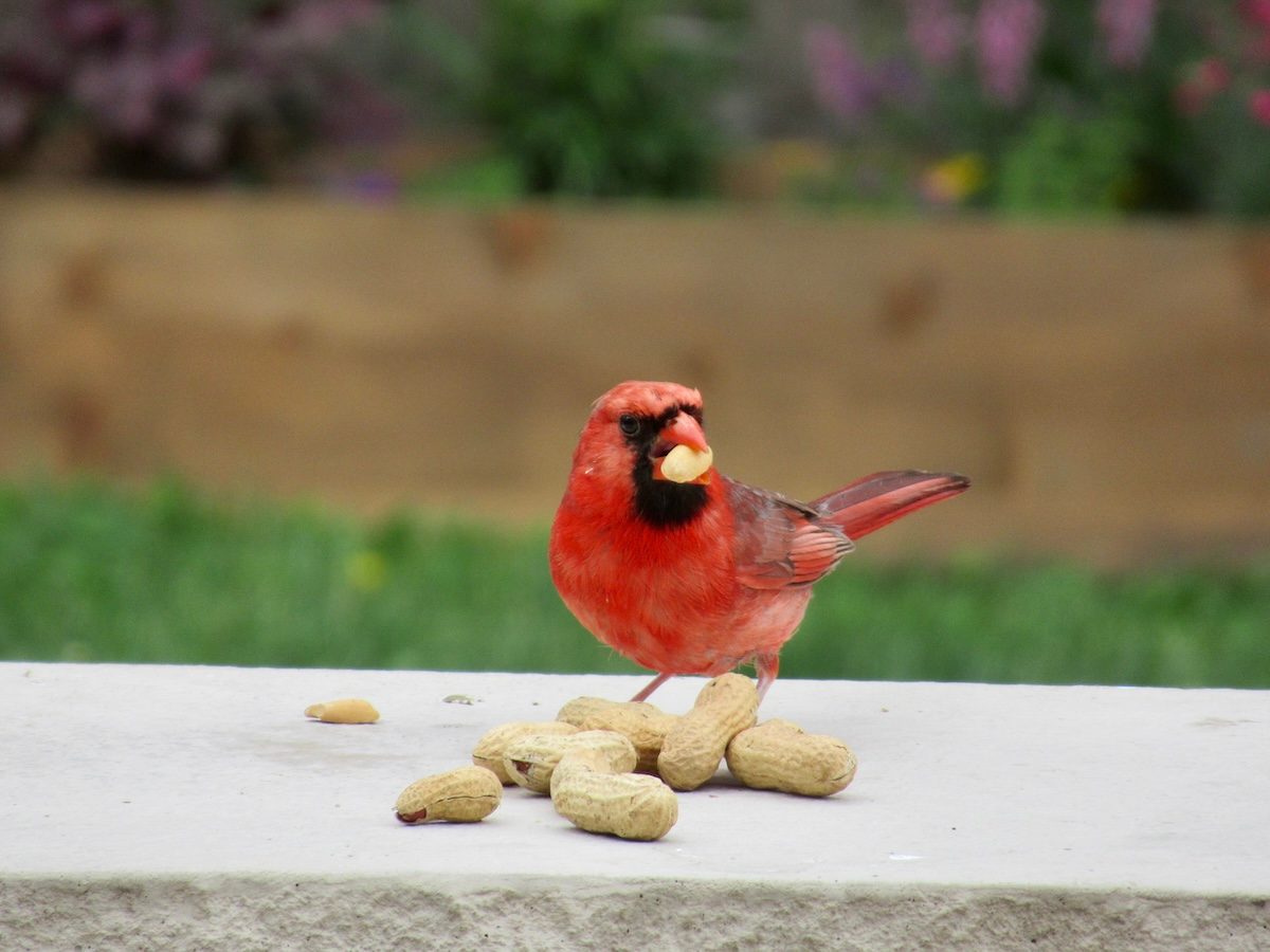 What Types of Birds Eat Peanuts From Feeders?