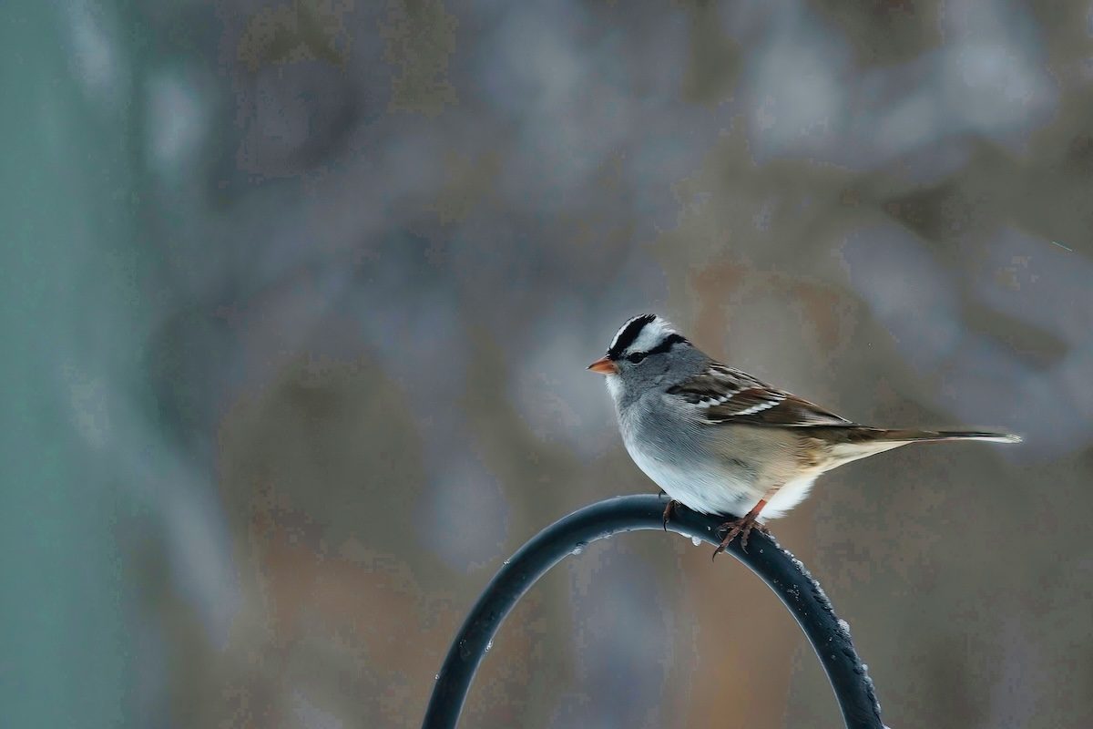 Don’t Forget Native Sparrows at Your Feeder