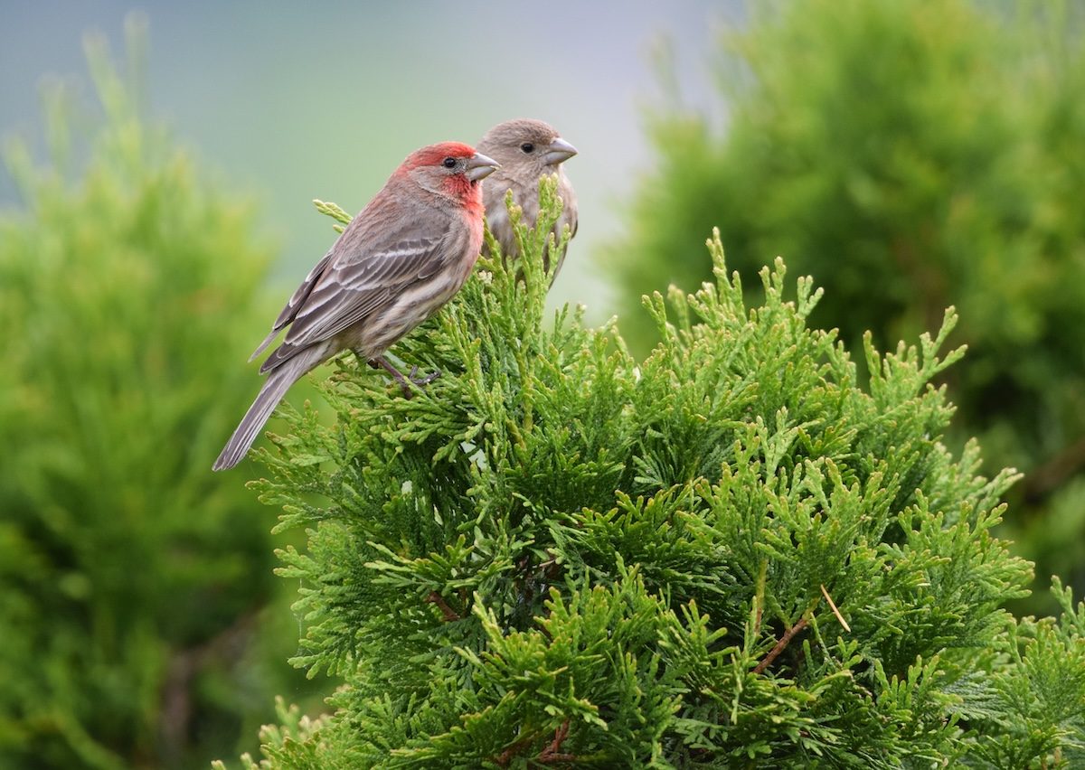 How to Identify a House Finch