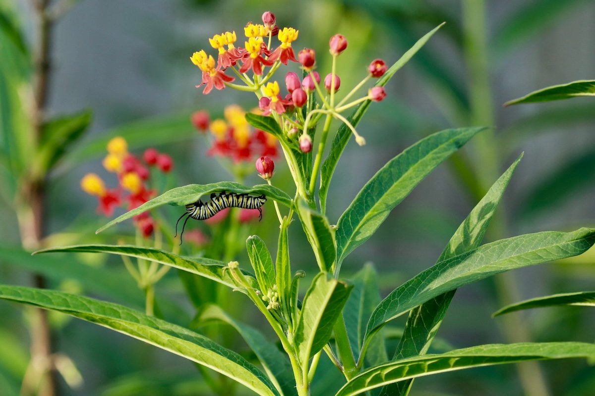 Is Tropical Milkweed Bad for Monarchs?