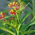 Is Tropical Milkweed Bad for Monarchs?