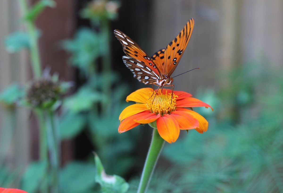 Attract Gulf Fritillary Butterflies With Their Favorite Plants