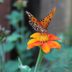 Attract Gulf Fritillary Butterflies With Their Favorite Plants