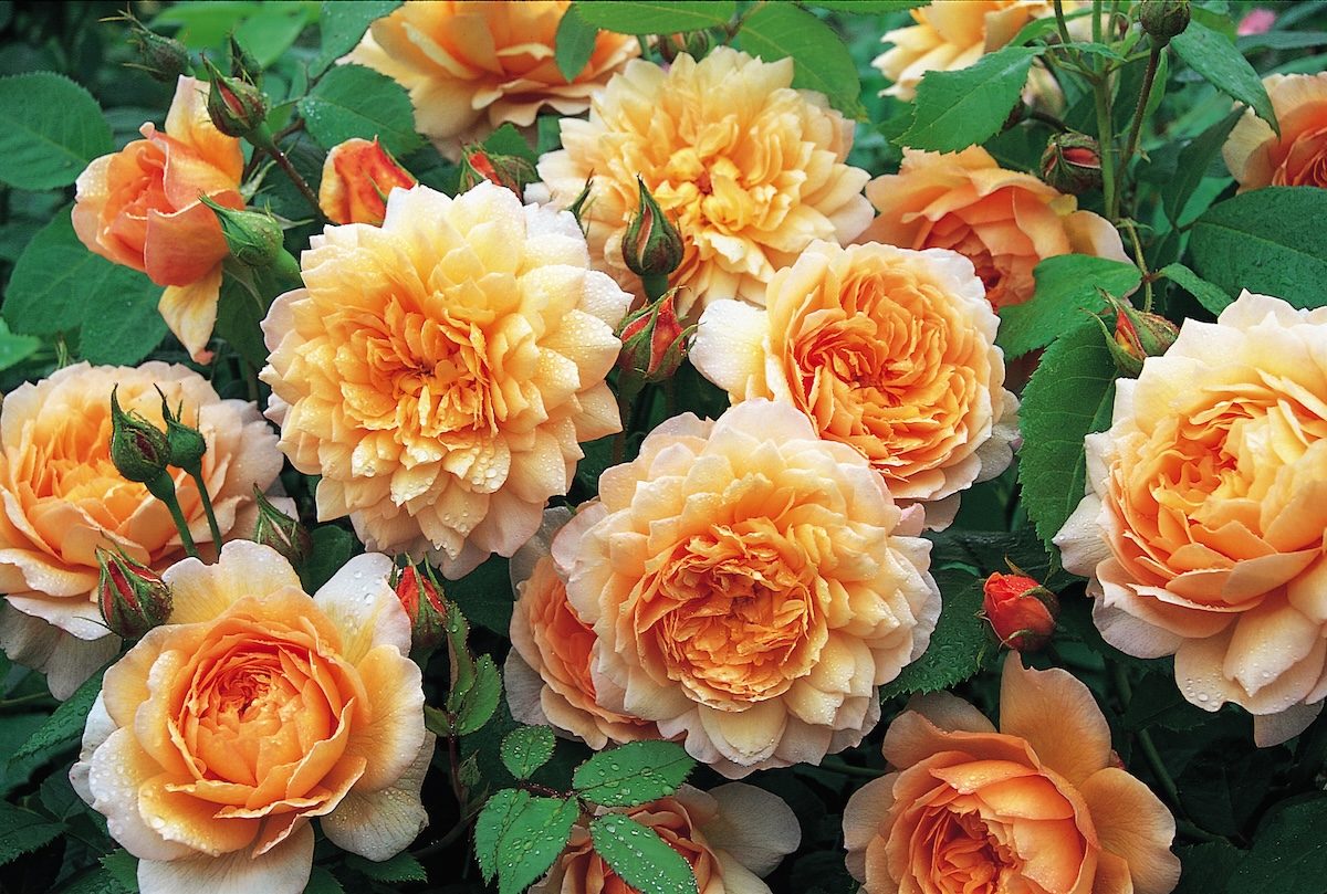 How to Grow Roses: What You Need to Know