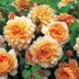 How to Grow Roses: What You Need to Know