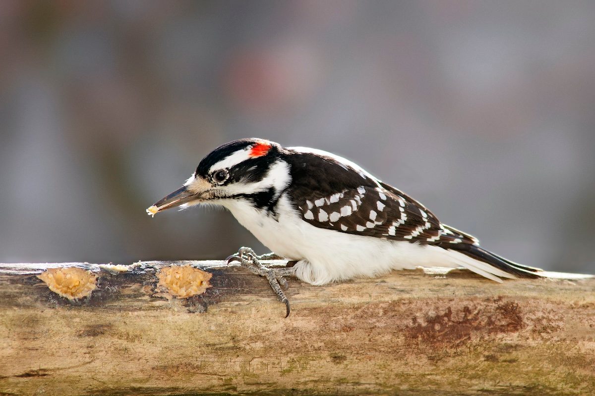 How to Identify a Hairy Woodpecker