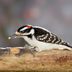 How to Identify a Hairy Woodpecker