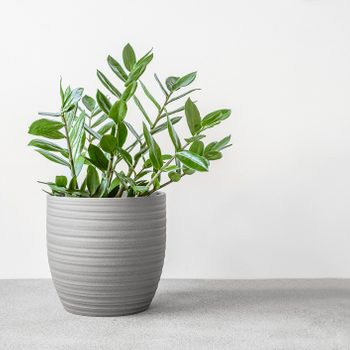 Zamioculcas, or zamiifolia zz plant in a gray ceramic pot