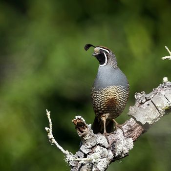 quail facts Male California Quail Standing On Sentry Duty